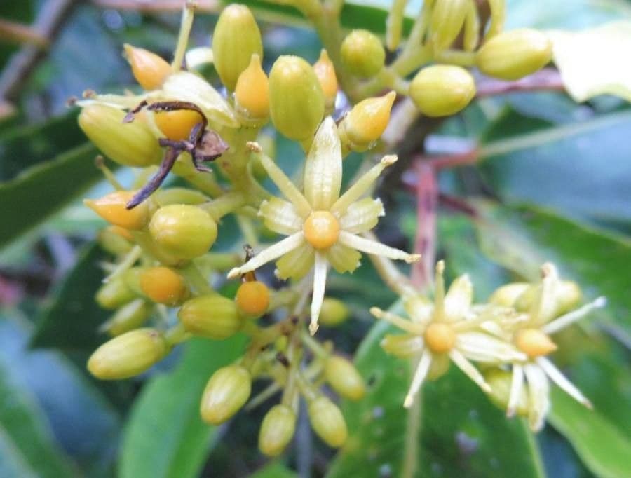 Clusia-blättrige Apodytes 6
