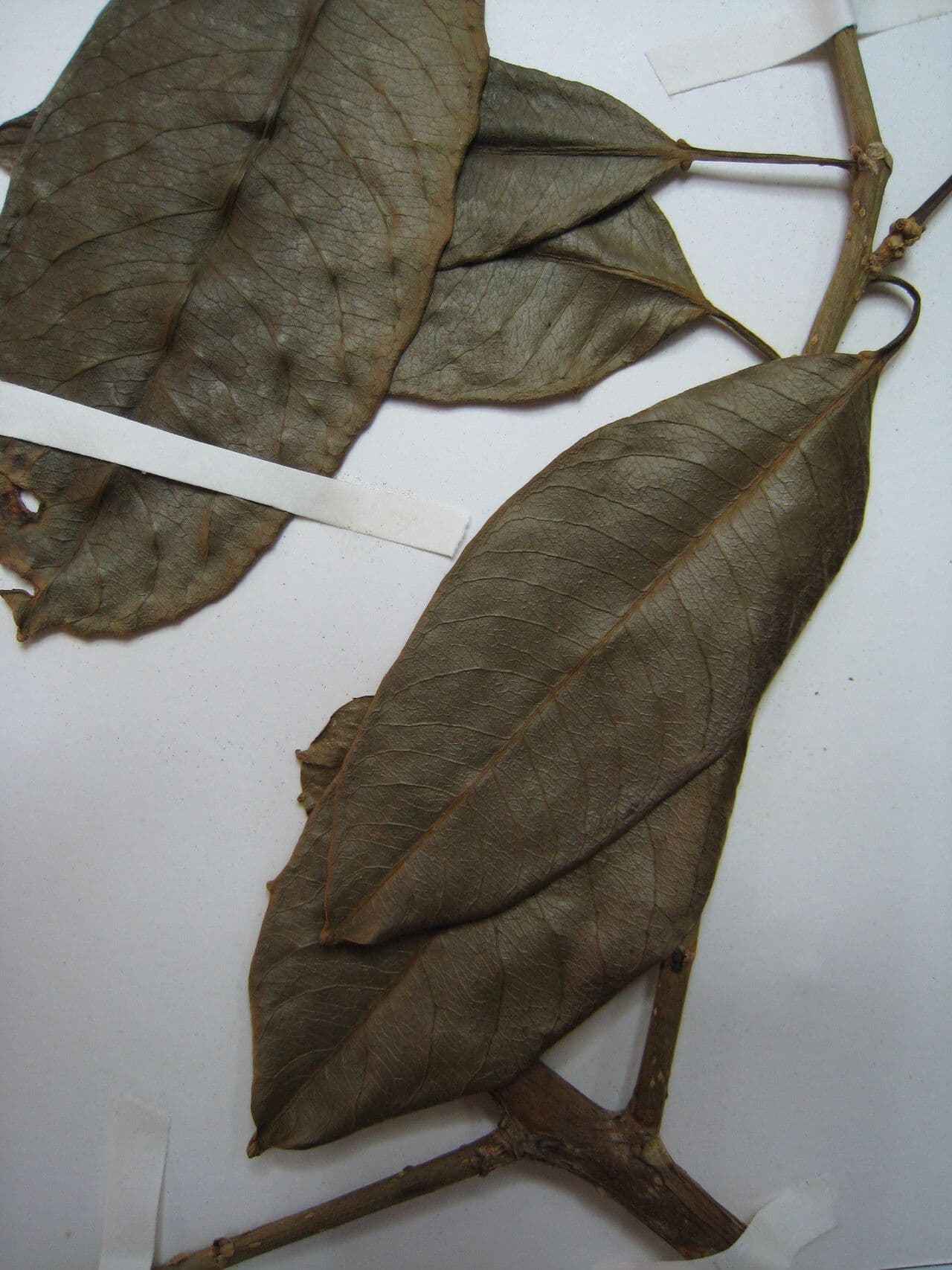 Drüsiges Milchkraut 25