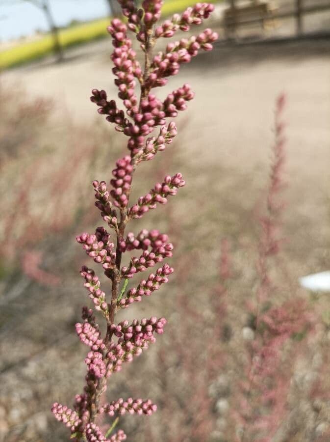 Tamarix parviflora 4