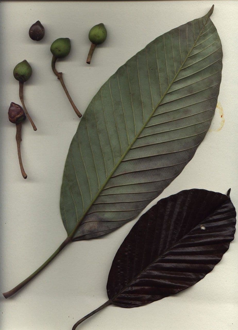 Pourouma 20