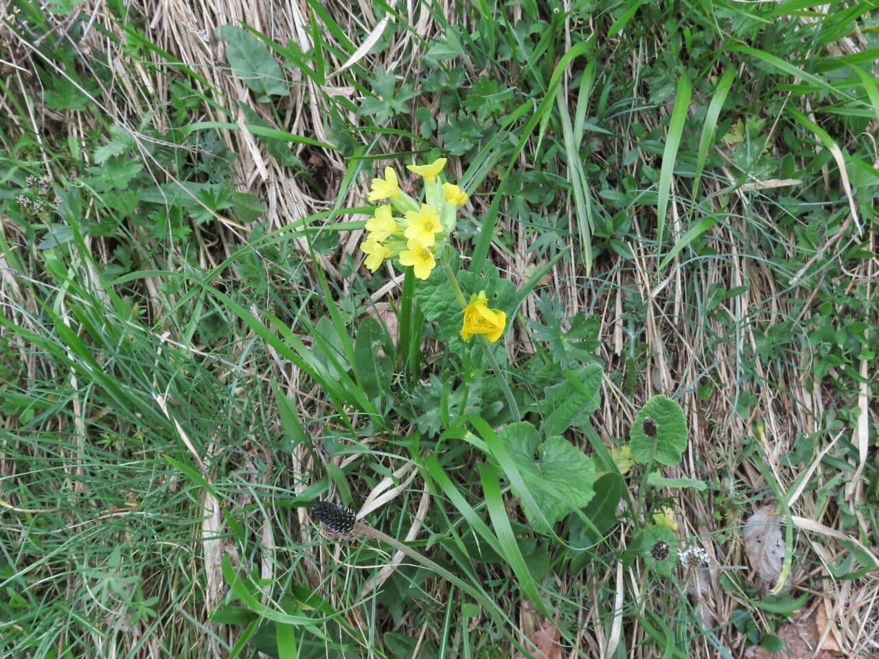 Primavera 11