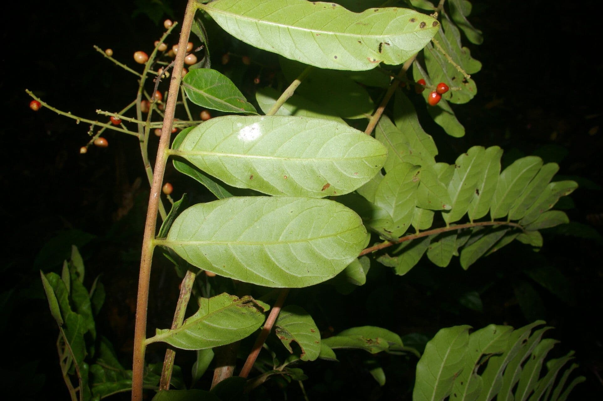 Mosquitoxylum 12