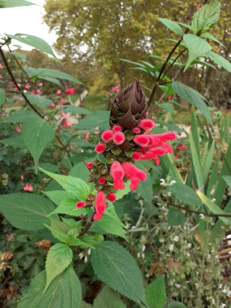 Salvia 3