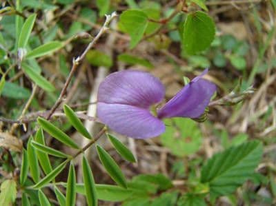 Tephrosie cendrée 8