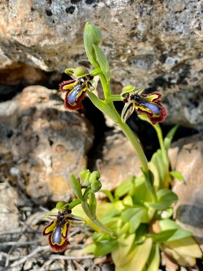 Ophrys speculum 16