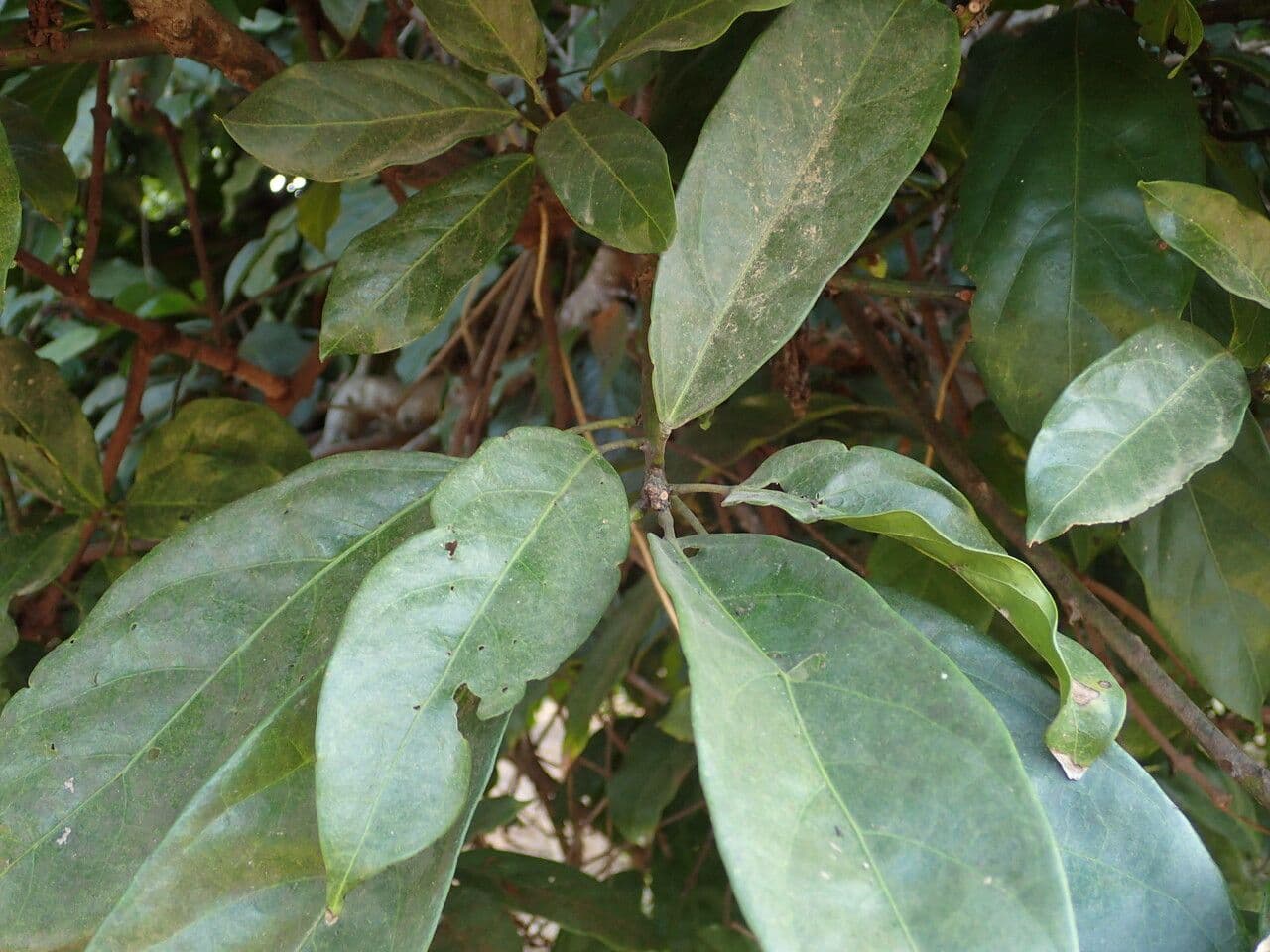 Cola 12
