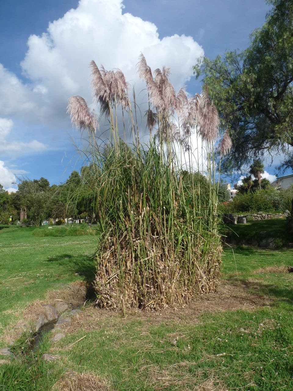 Cortaderia 2