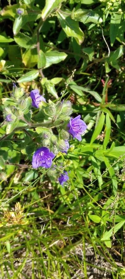 Hydrolea spinosa