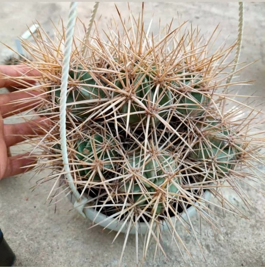 Cactus uncinato a fiore piccolo 6