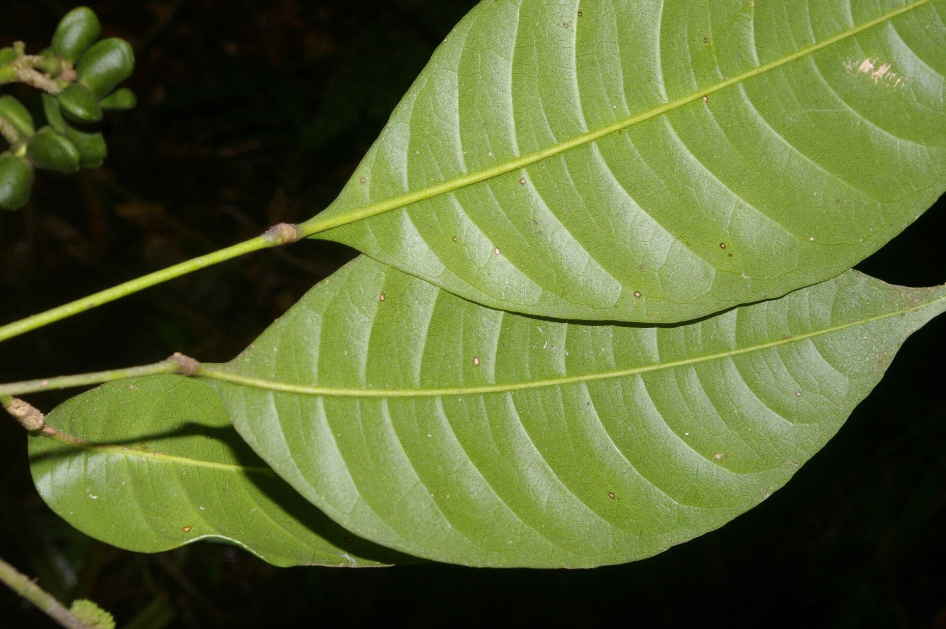 Conchocarpus 12