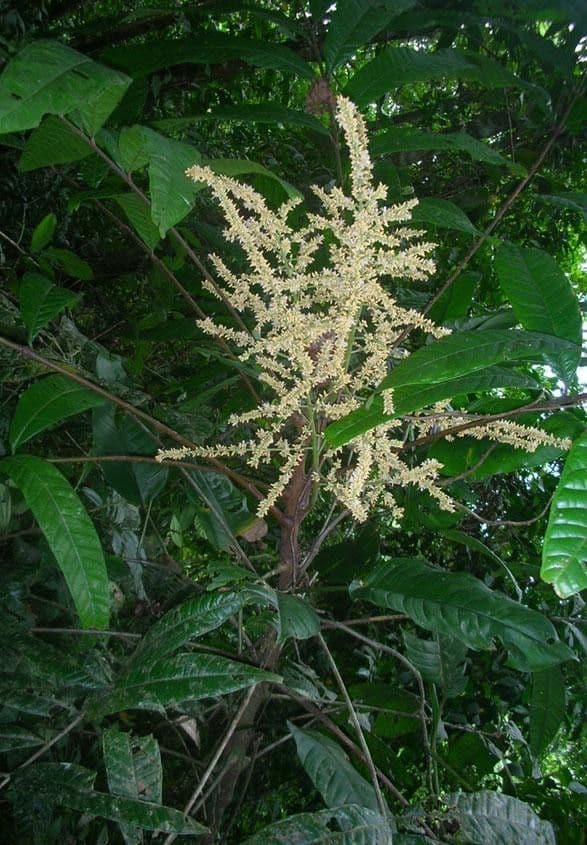 Talisia 8