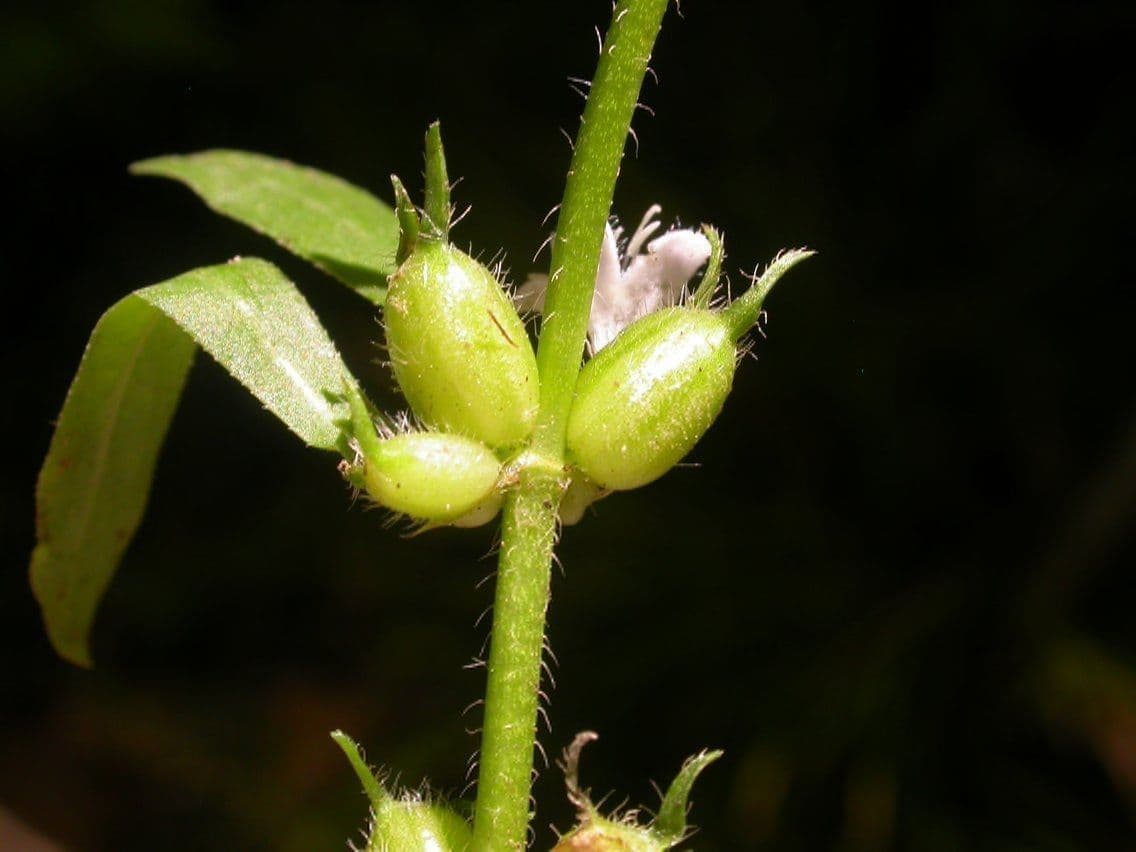 Diodia virginiana 5