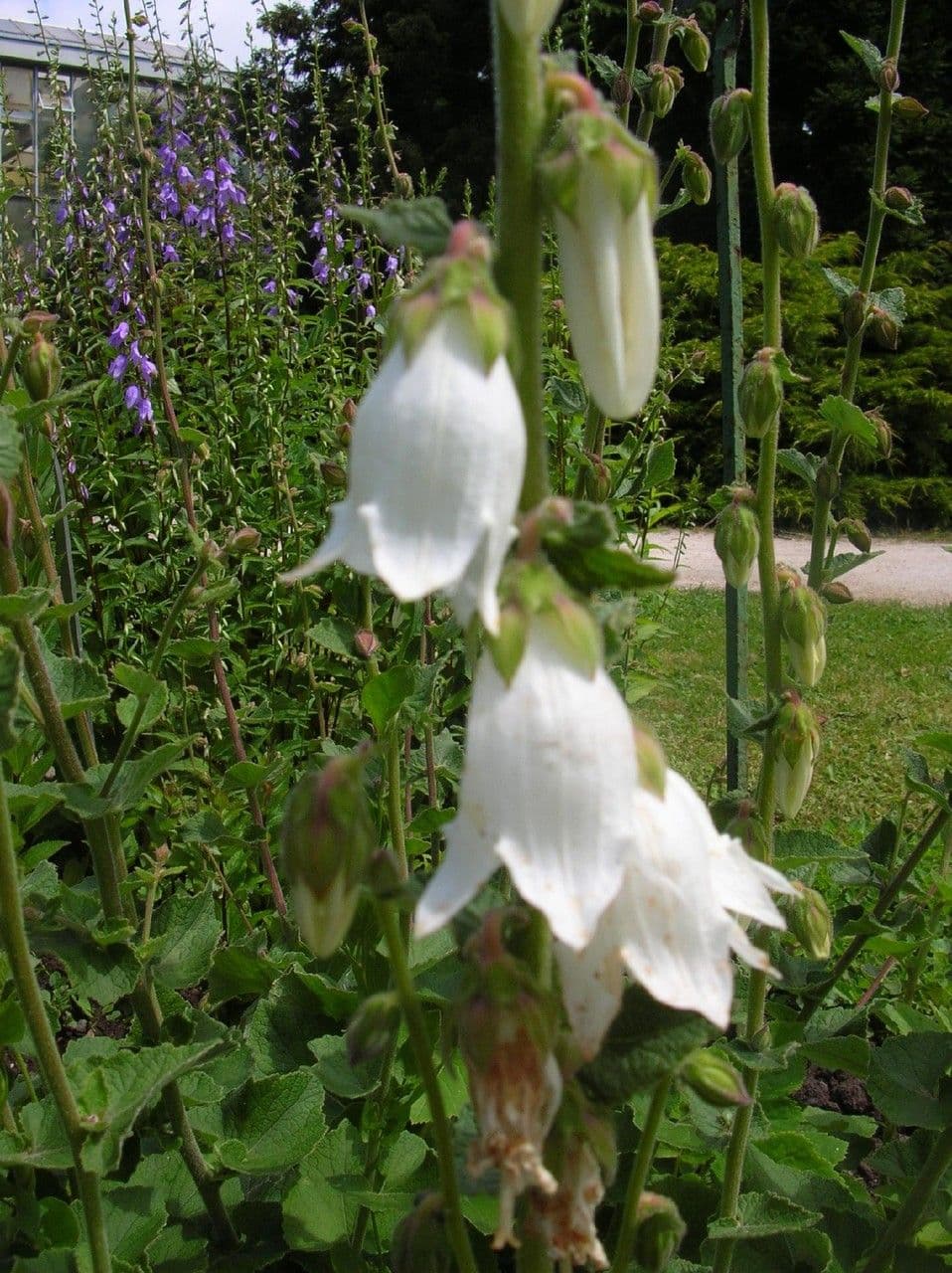 Campanula 3
