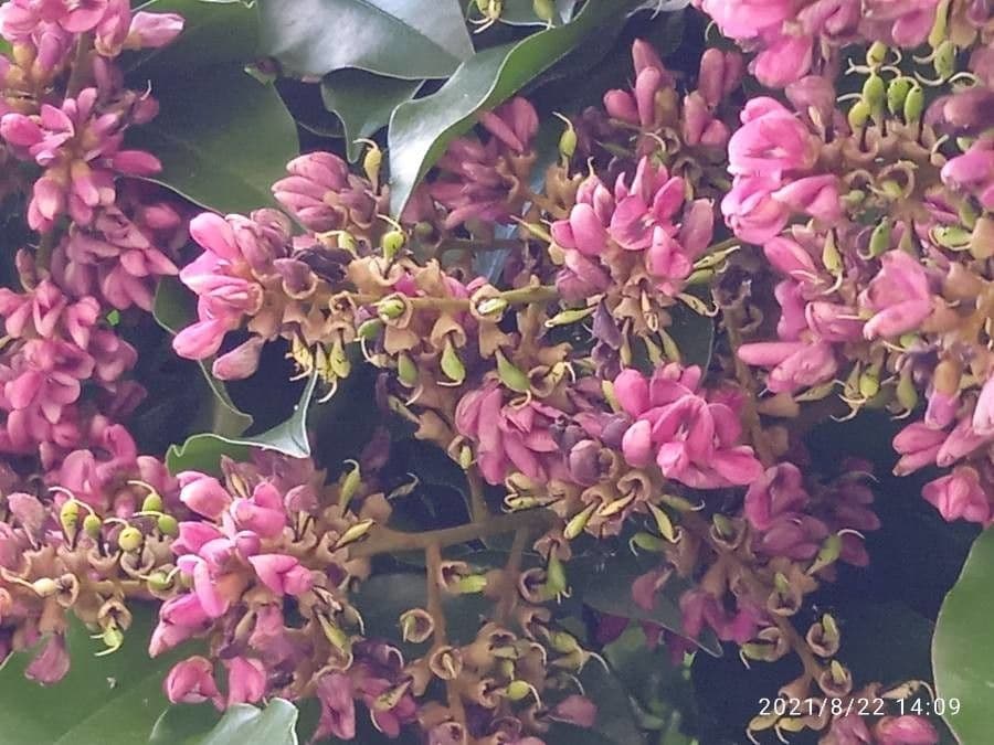 Andira inerme 2