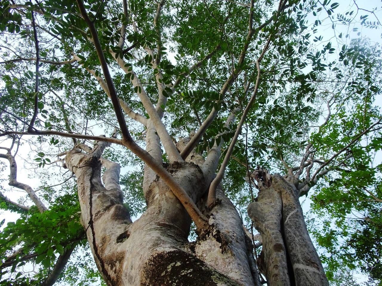 Hymenaea courbaril 9