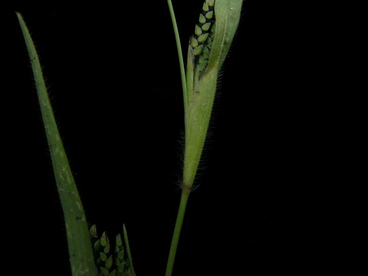Erba granulosa
