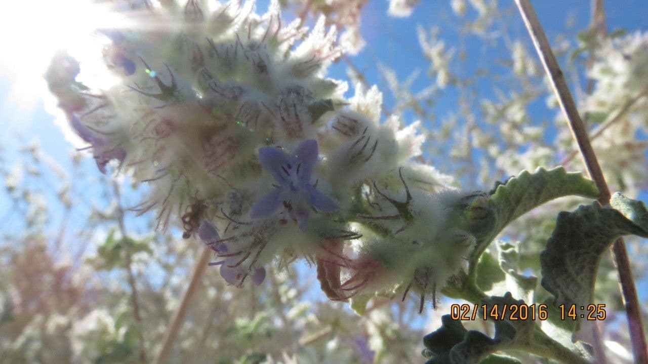 Lavanda del deserto 3