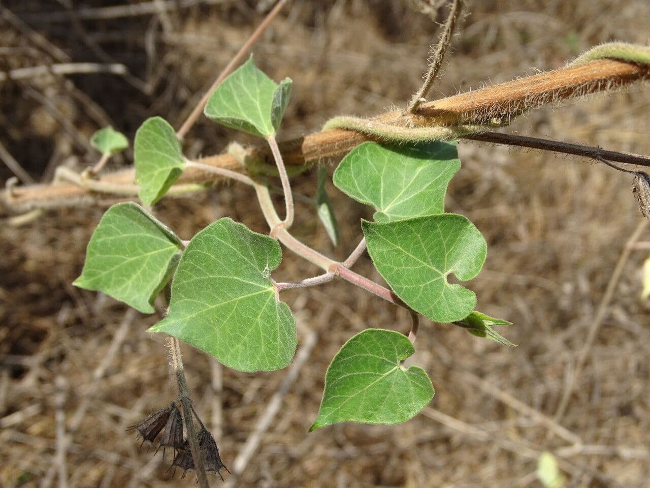 Pergularia daemia 20