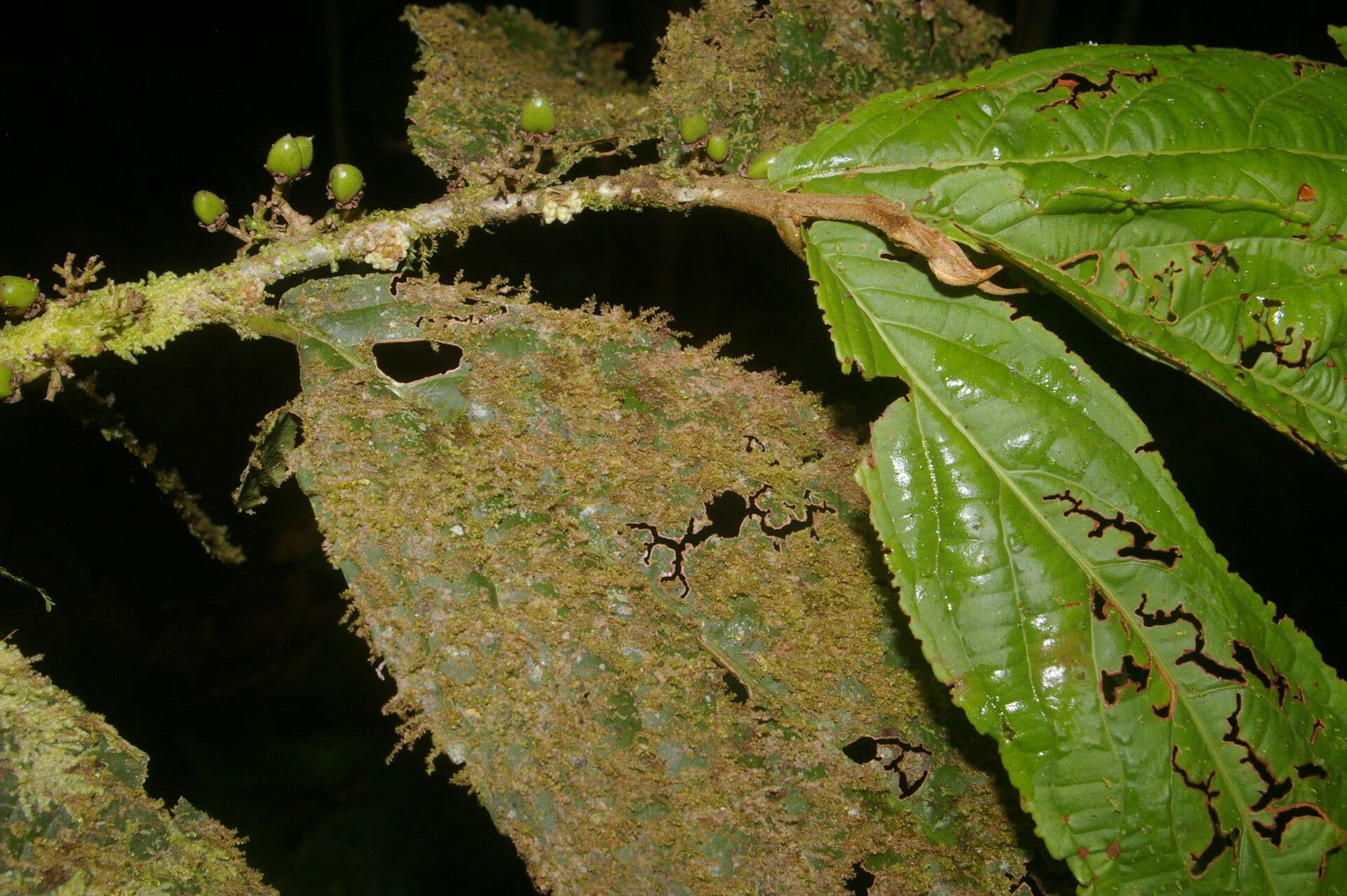 Casearia 5