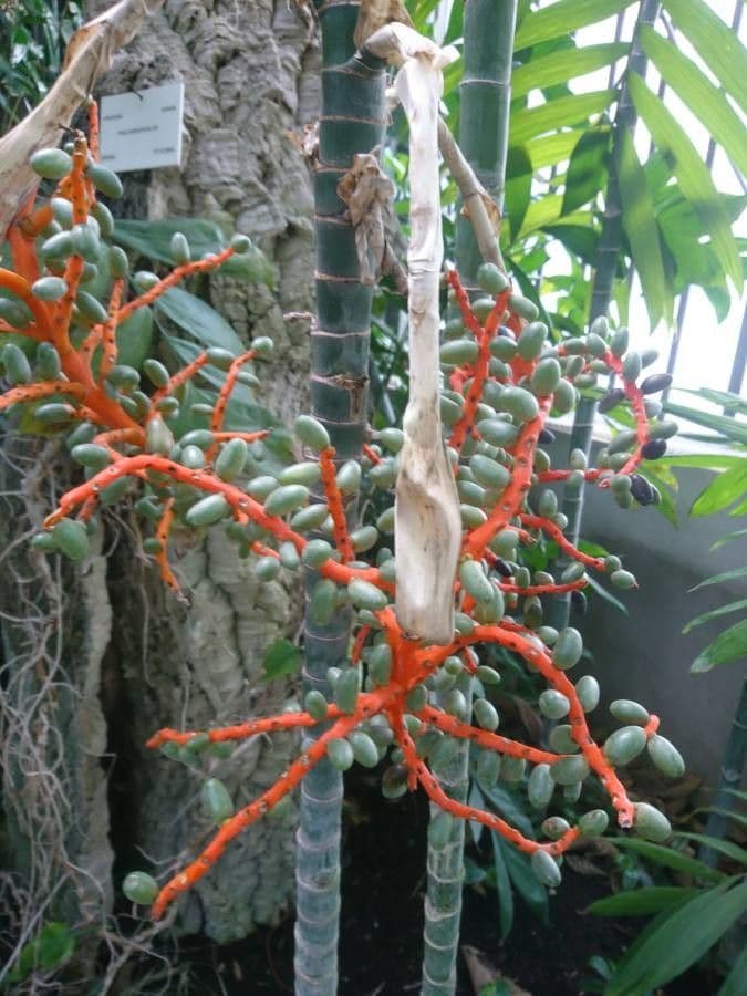 Palma tepejilote 2