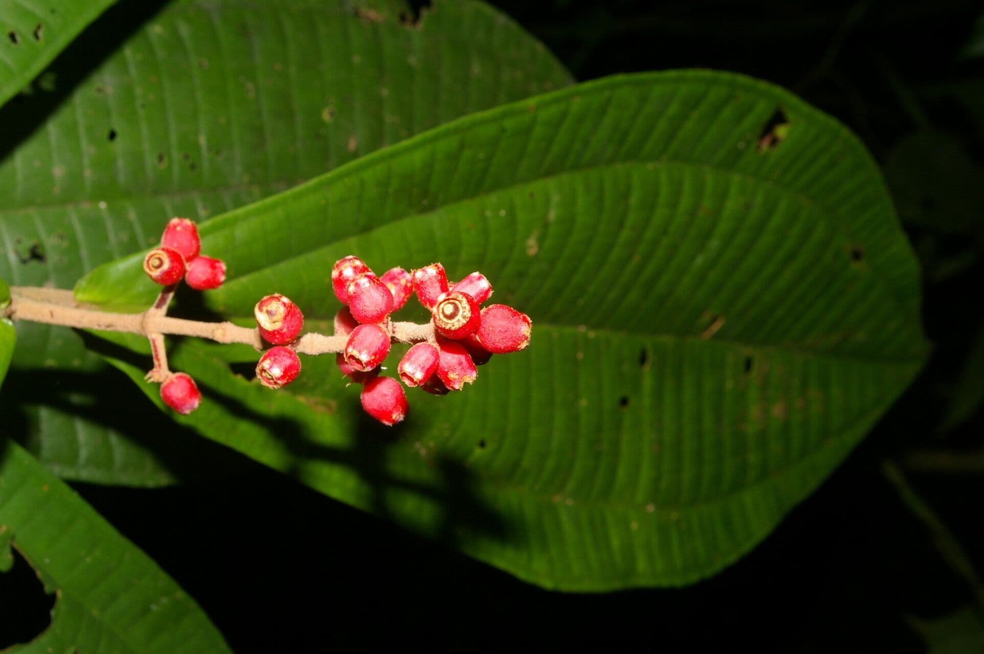 Miconia 7