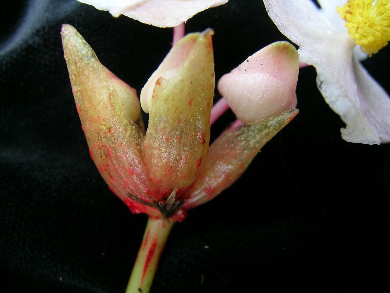 Begonia 5