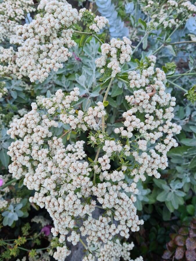 Eriogonum 2
