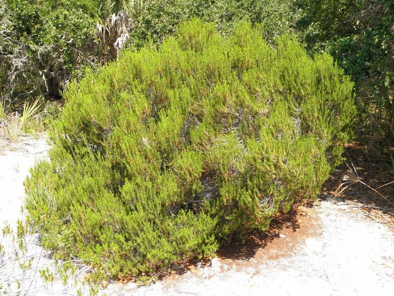 Romarin des dunes 2