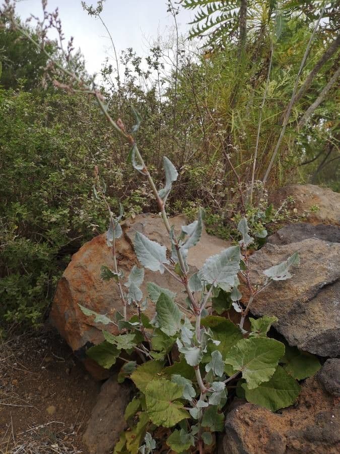 Rumex maderensis 17