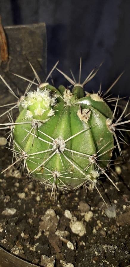 Echinopsis 12