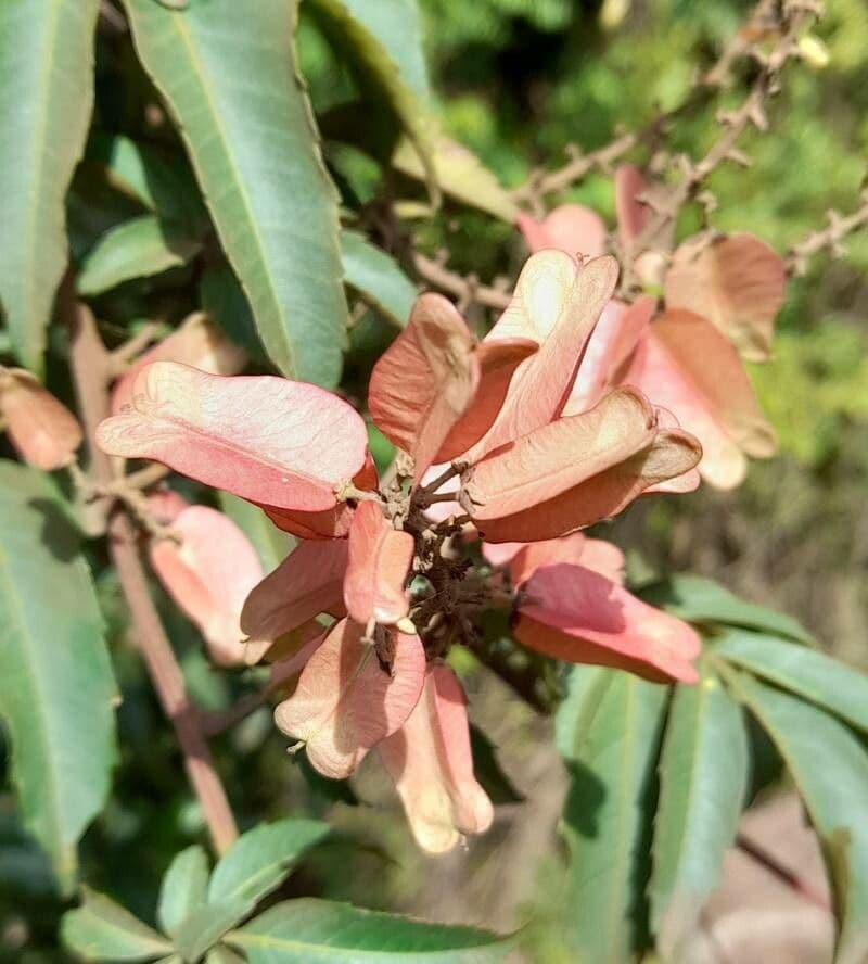 Serjania