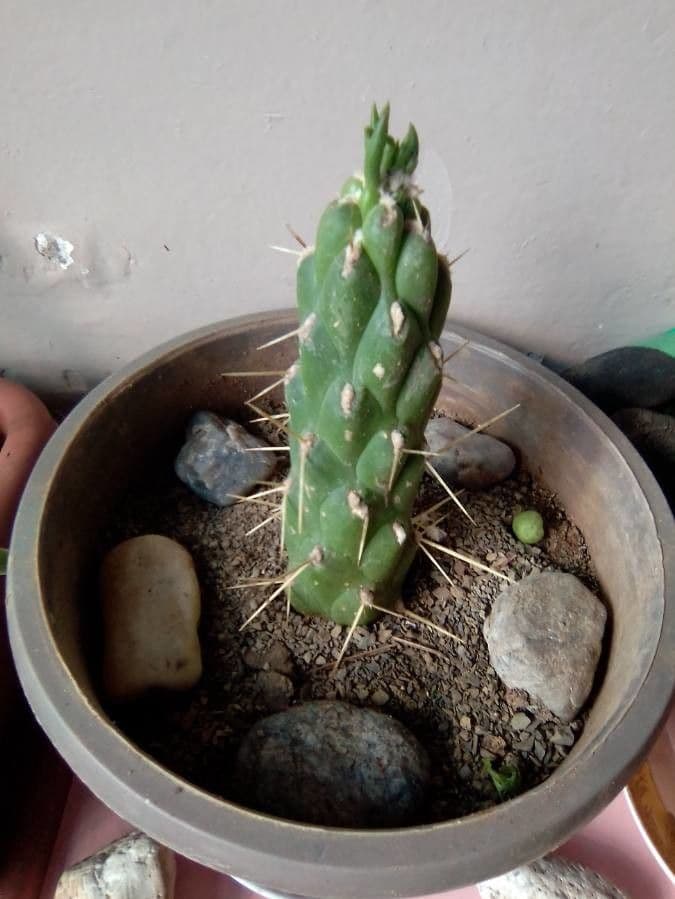 Cactus 9