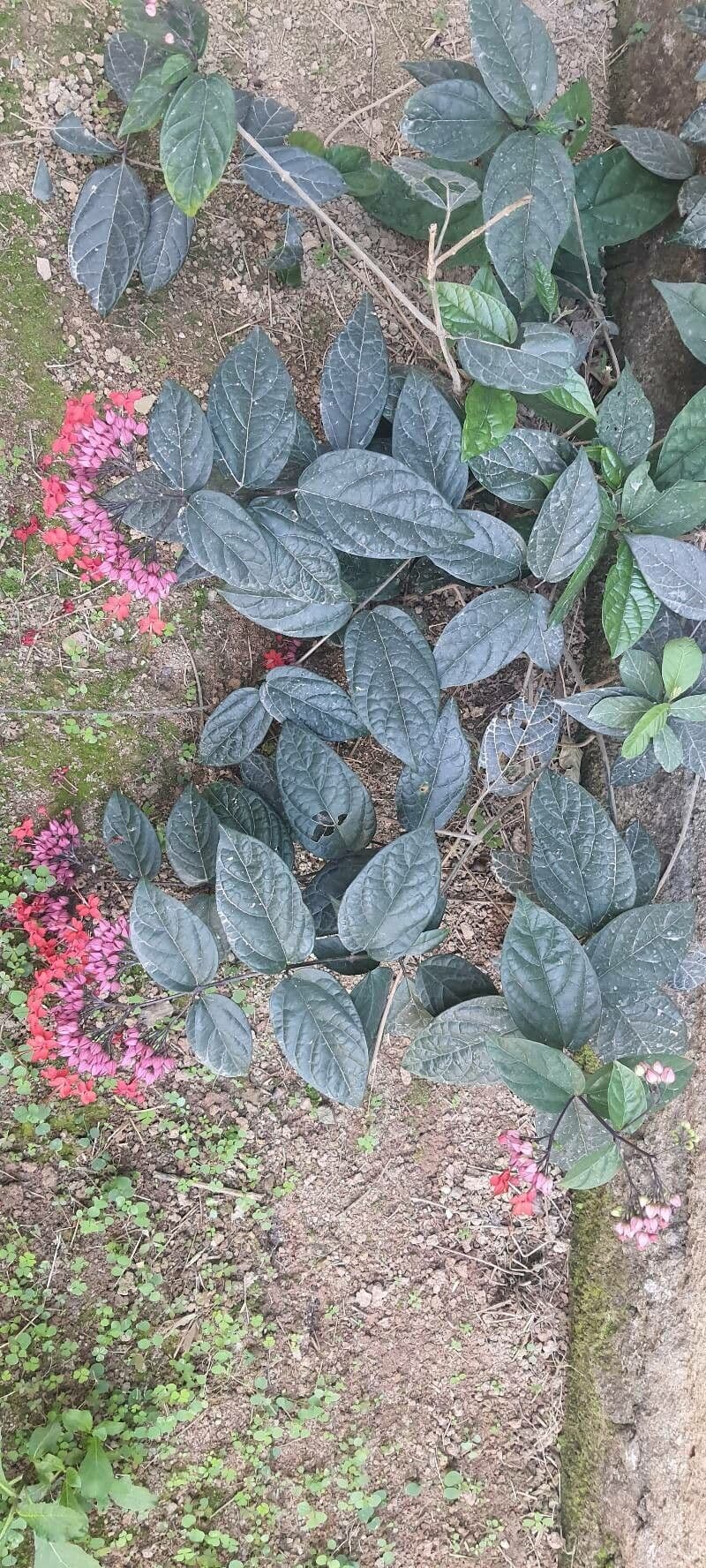 Glorybower 9