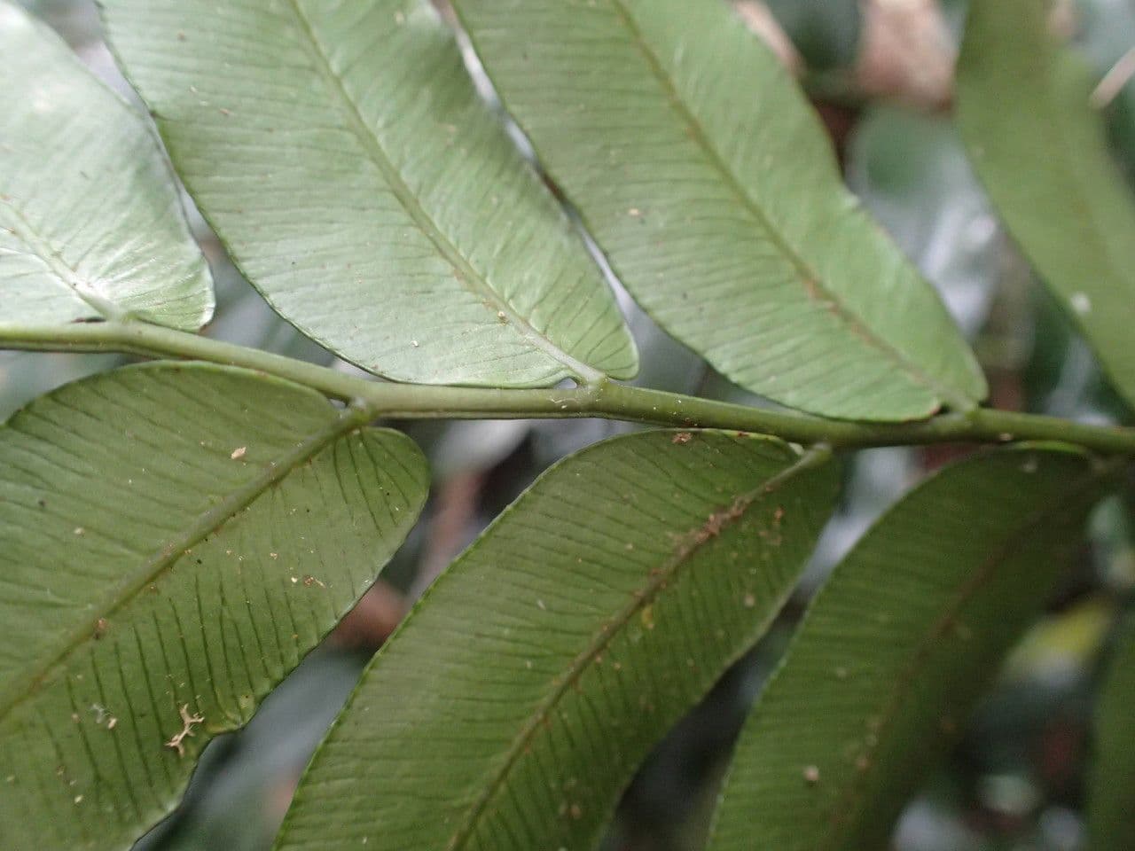 Lomariopsis 6