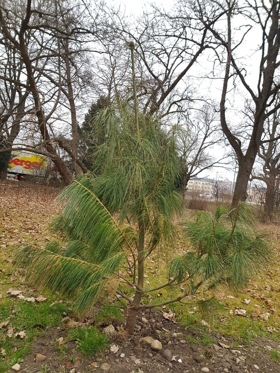 Borovice himalájská 14