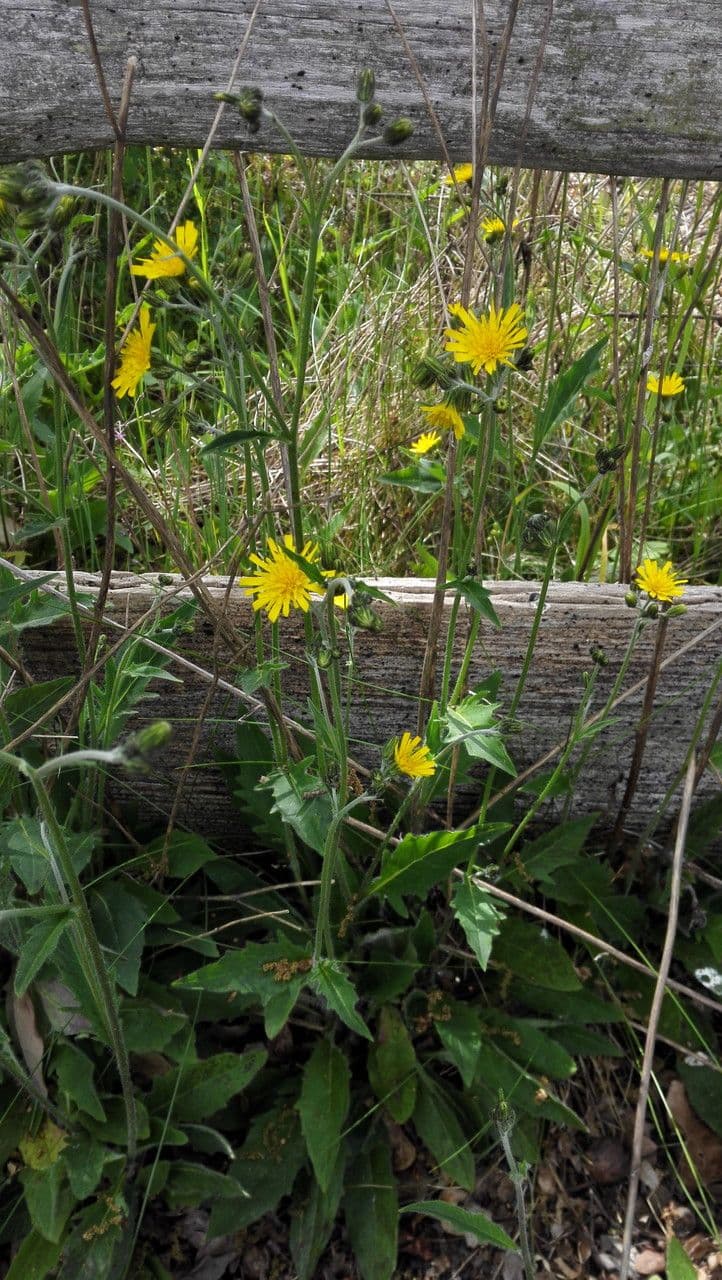 Lachenals Habichtskraut 15