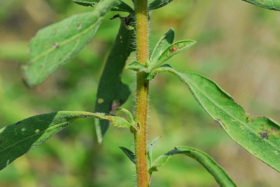 Heterotheca 15