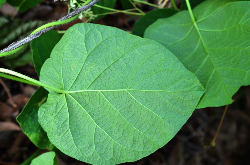 Matelea 5