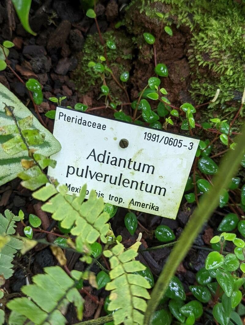 Adiantum 13
