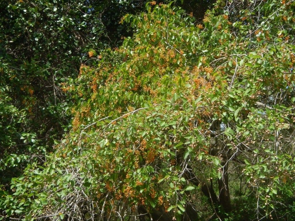 Oriental bittersweet 11