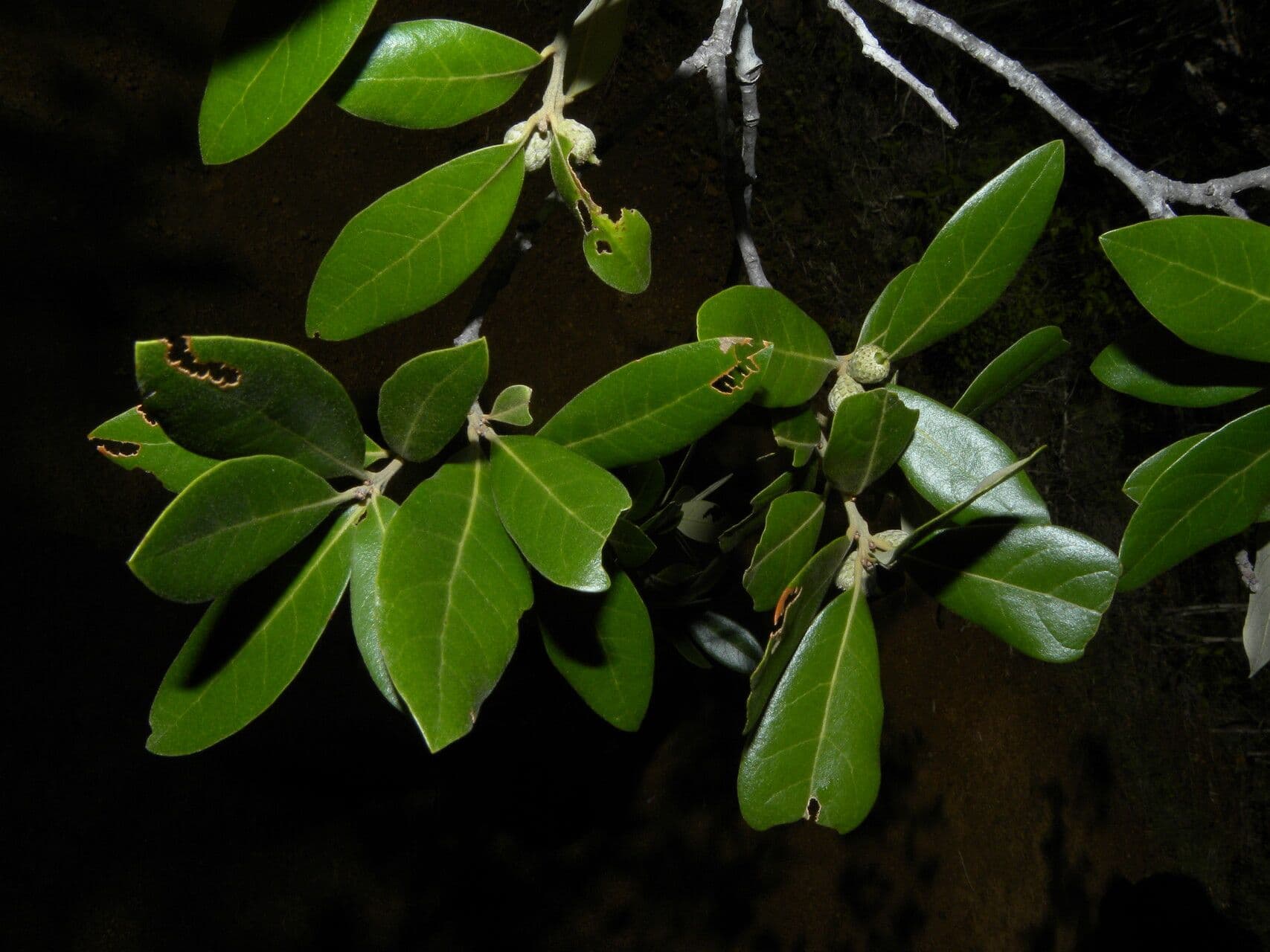 Quercia 11