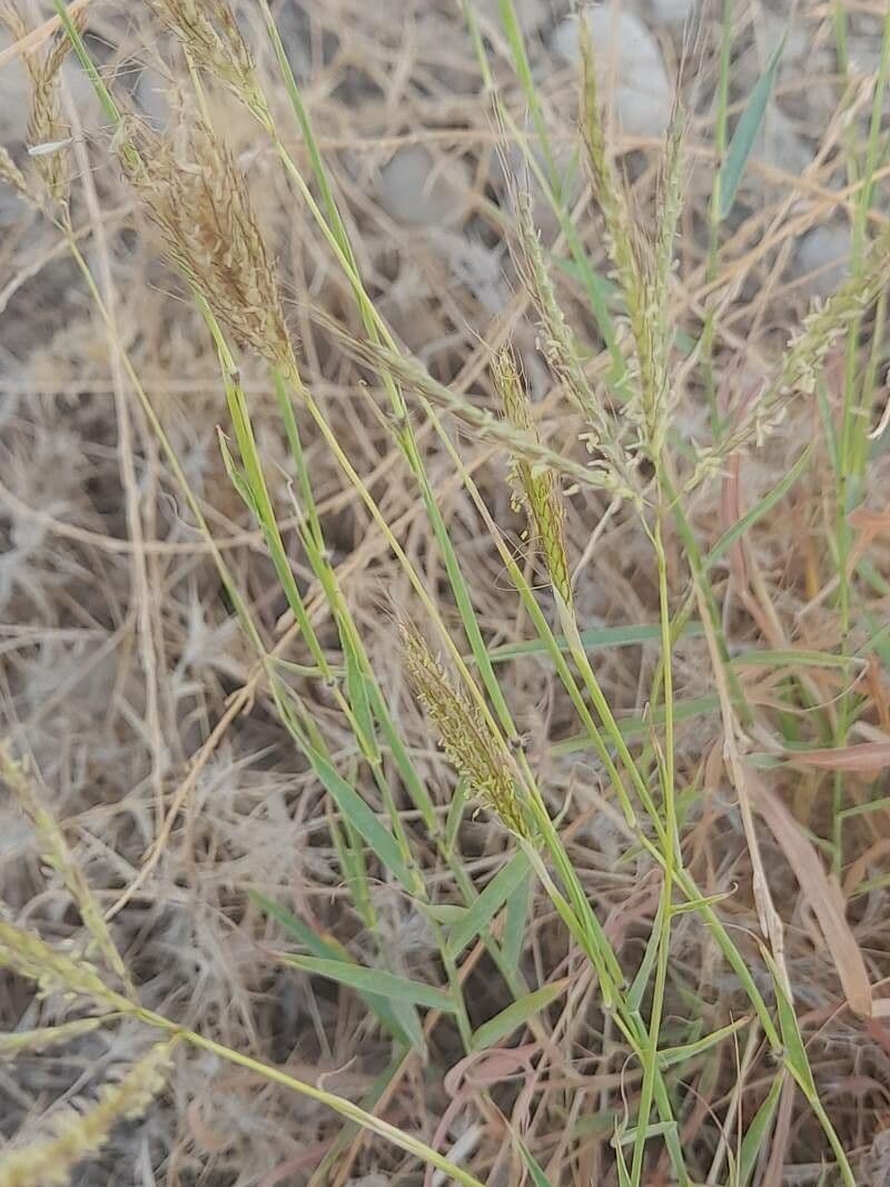 Dichanthium annulatum 24