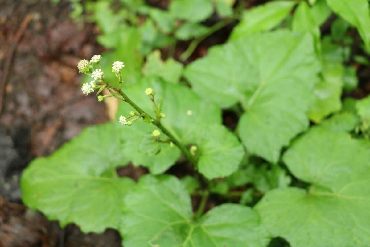 Adenocaulon 5