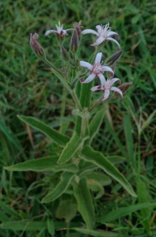Oxypetalum 9