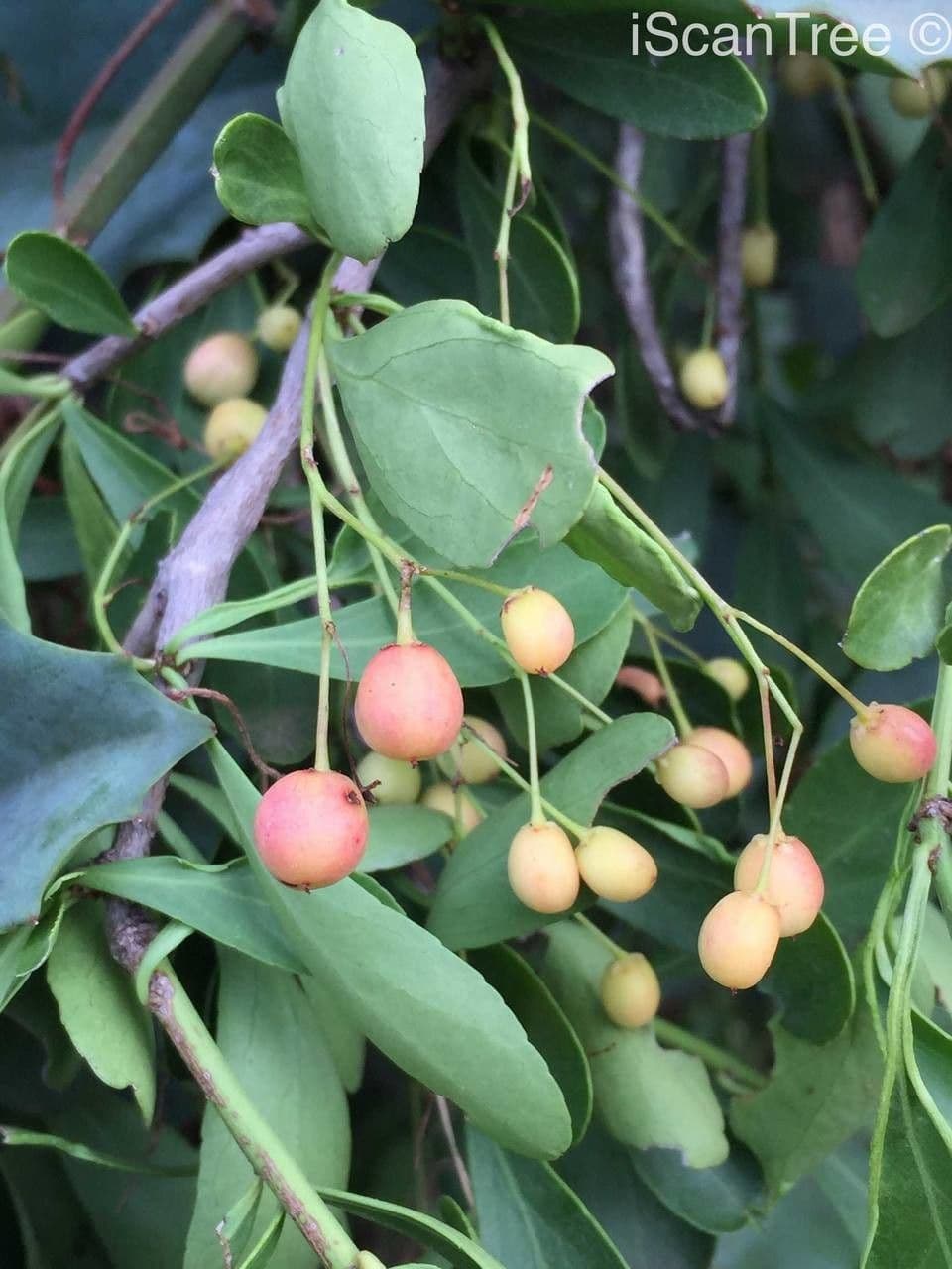 Gymnosporia 3
