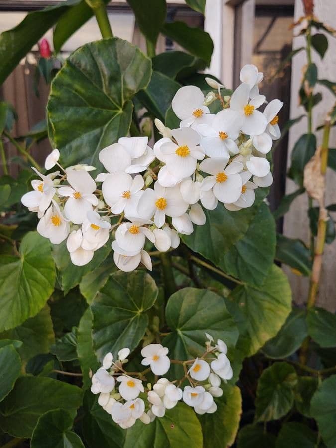 Begonia 6