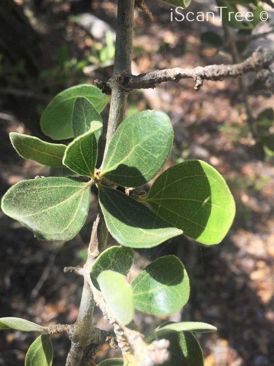 Brechnuss madagaskarische 15