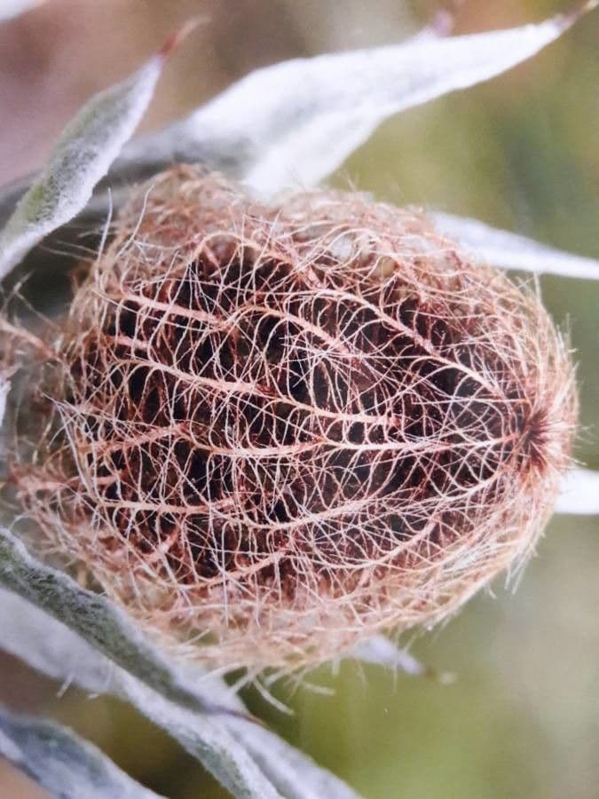 Einköpfige Flockenblume