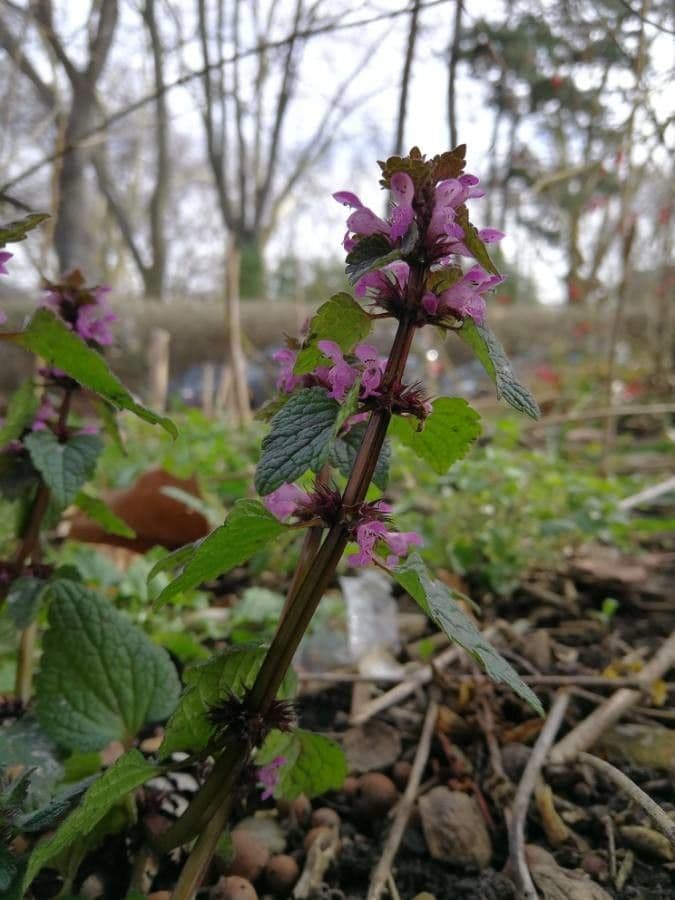 Falsa ortica macchiata 10