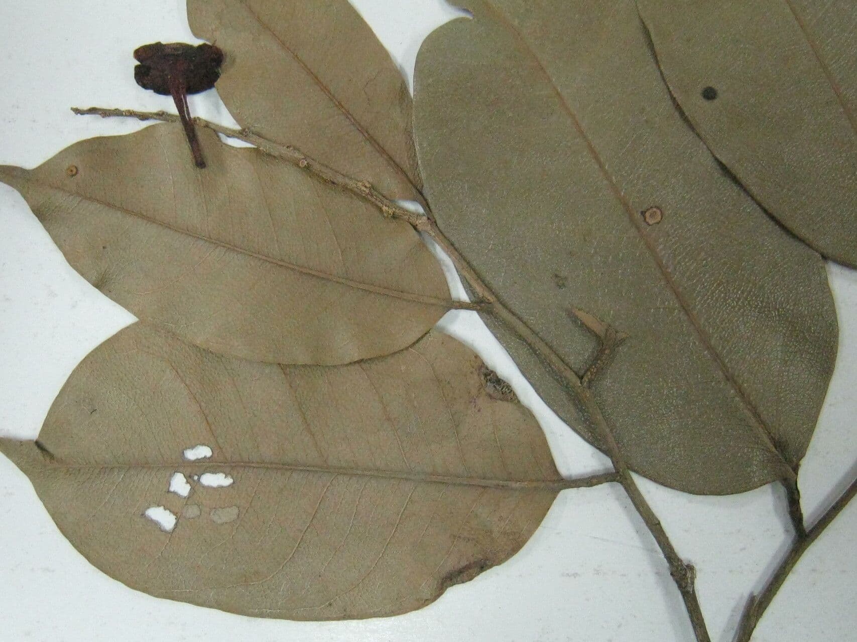 Eschweilera collinare 9
